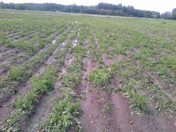 poleUprawne1 Komunikat dla rolników dotyczący zgłaszania szkód w gospodarstwach rolnych