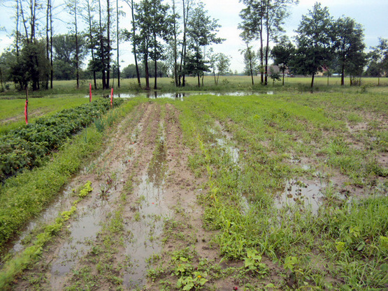 poleuprawneDT poleuprawne3 001 Powtórzenie komunikatu dla rolników dotyczącego zgłaszania szkód w gospodarstwach rolnych