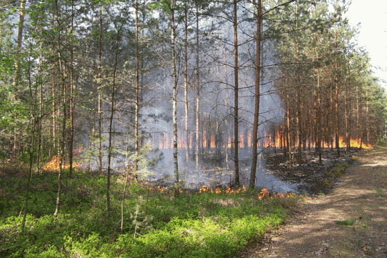 stopWypalaniu Wypalanie traw – czas skończyć z tą niechlubną tradycją!