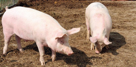 1 trzoda chlewna Kary za nielegalne zakopywanie padłych zwierząt