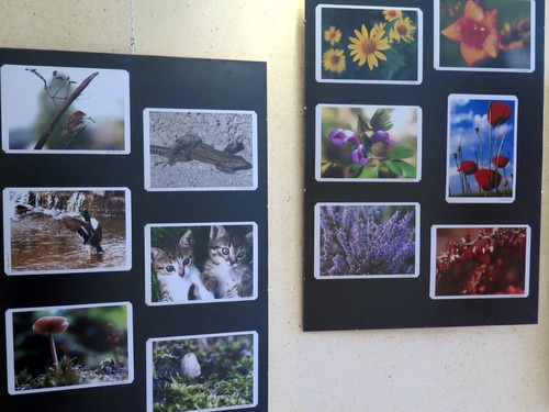 „Natura zatrzymana w obiektywie” – wystawa fotografii Andrzeja Bzduły. IMG 8577 „Natura zatrzymana w obiektywie” – wystawa fotografii Andrzeja Bzduły.