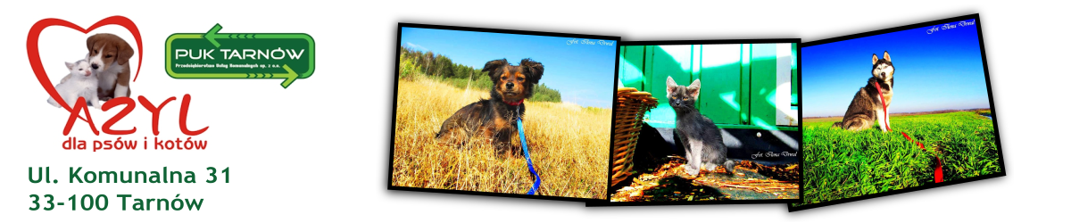 azyl logo Już niedługo Dzień Otwarty w tarnowskim Azylu dla Psów i Kotów