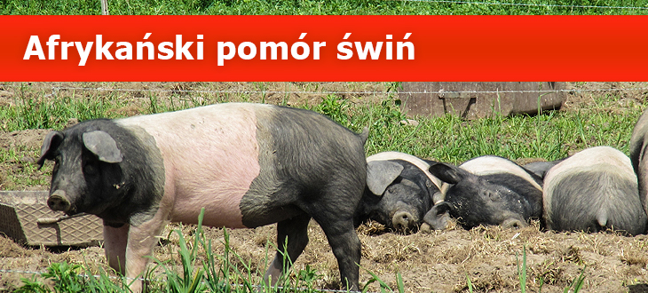 3482 asf Informacja Powiatowego Lekarza Weterynarii w Dąbrowie Tarnowskiej
