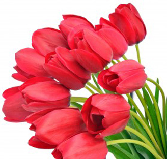 tulipany Życzenia od samorządowców na Dzień Kobiet