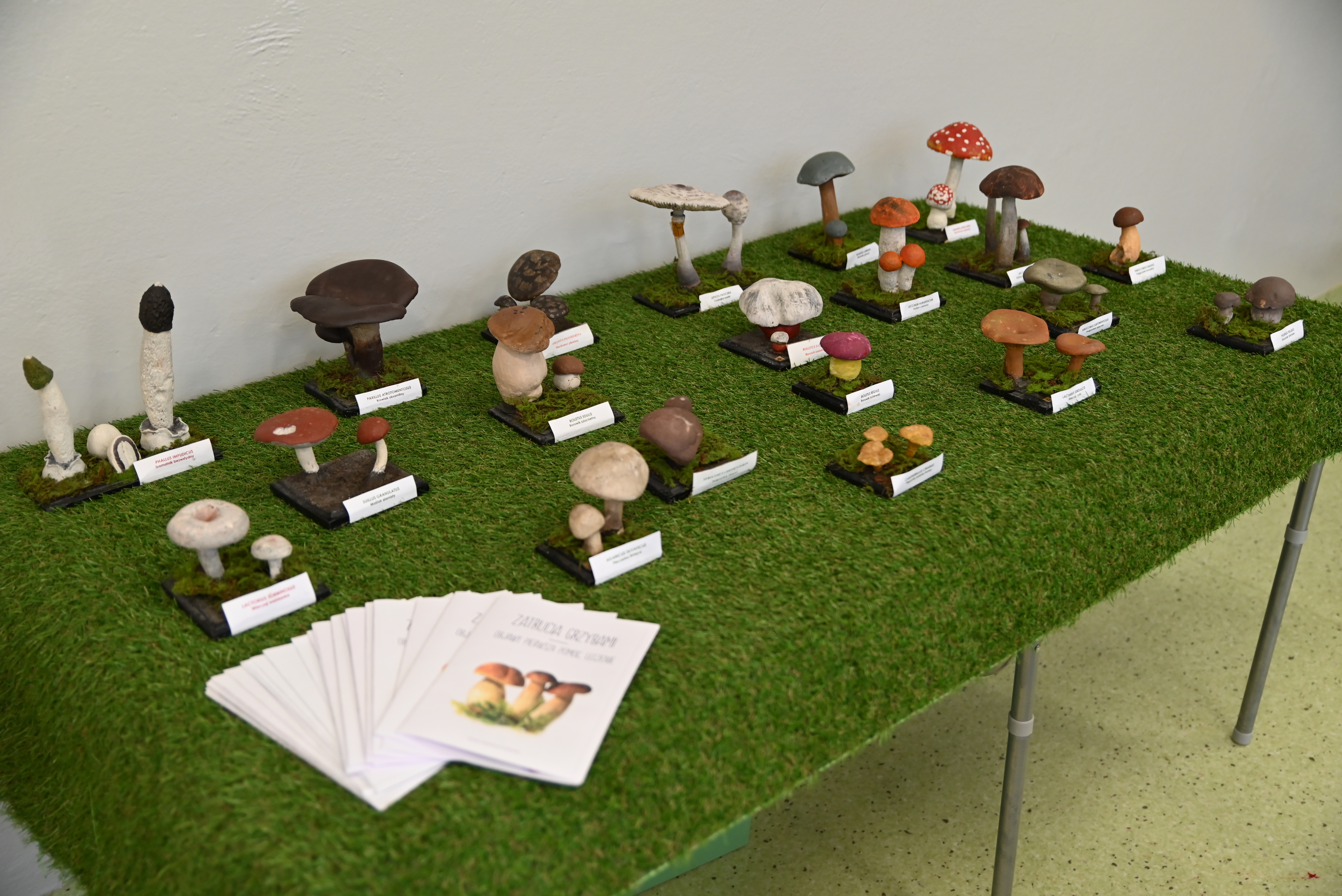 DSC 2038 Uroczyste otwarcie „Klasy z leśną duszą”