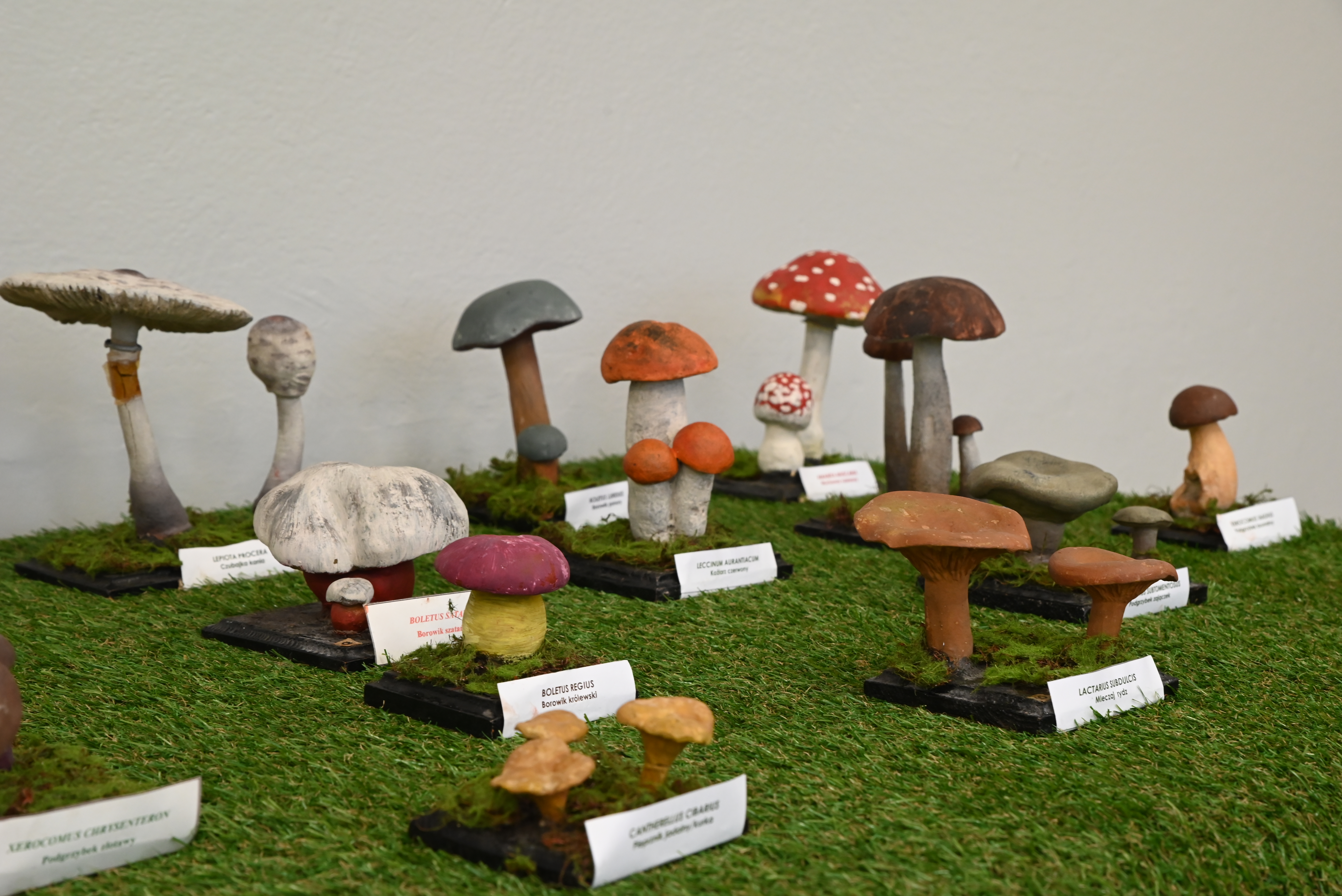 DSC 2040 Uroczyste otwarcie „Klasy z leśną duszą”