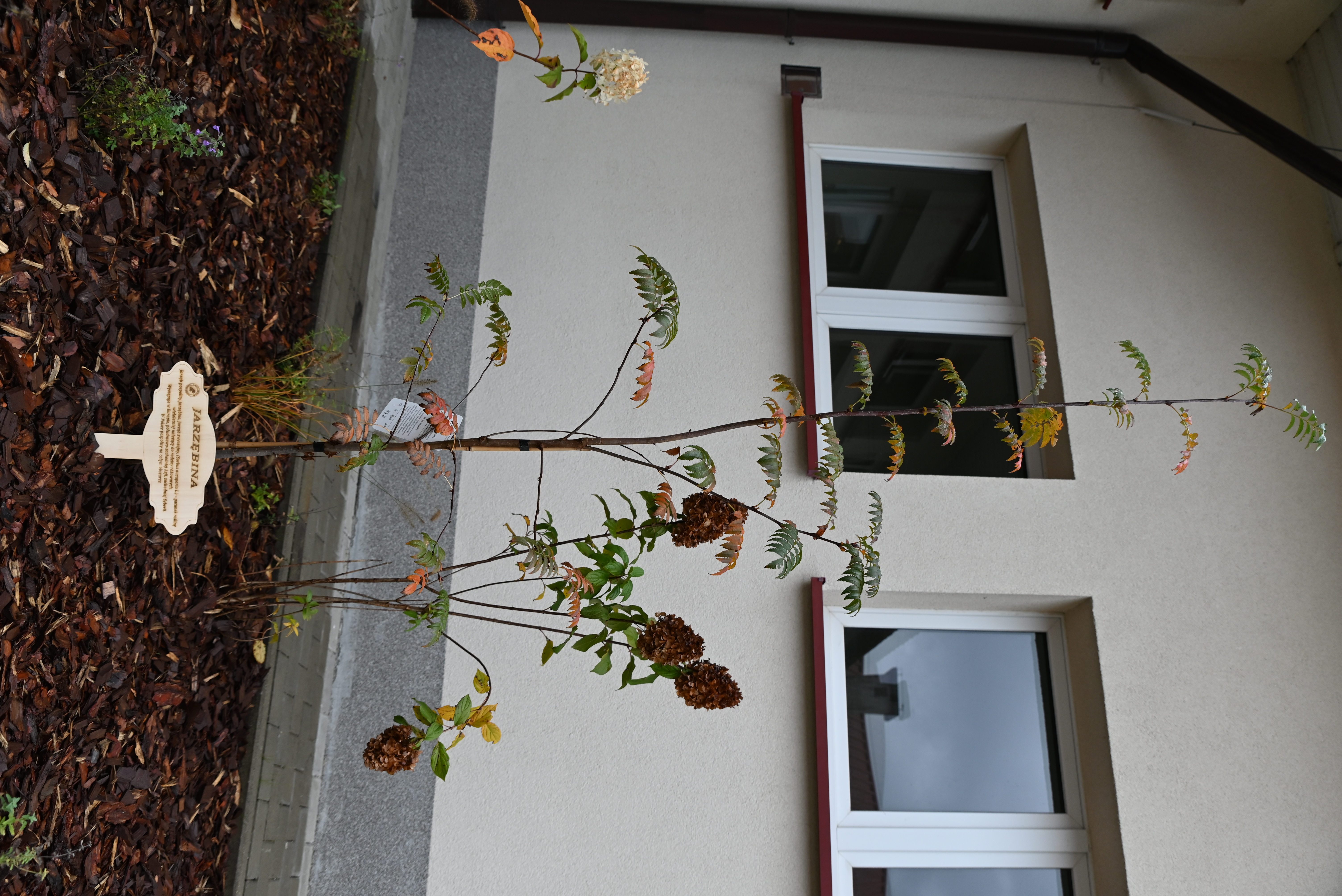 DSC 2116 Uroczyste otwarcie „Klasy z leśną duszą”